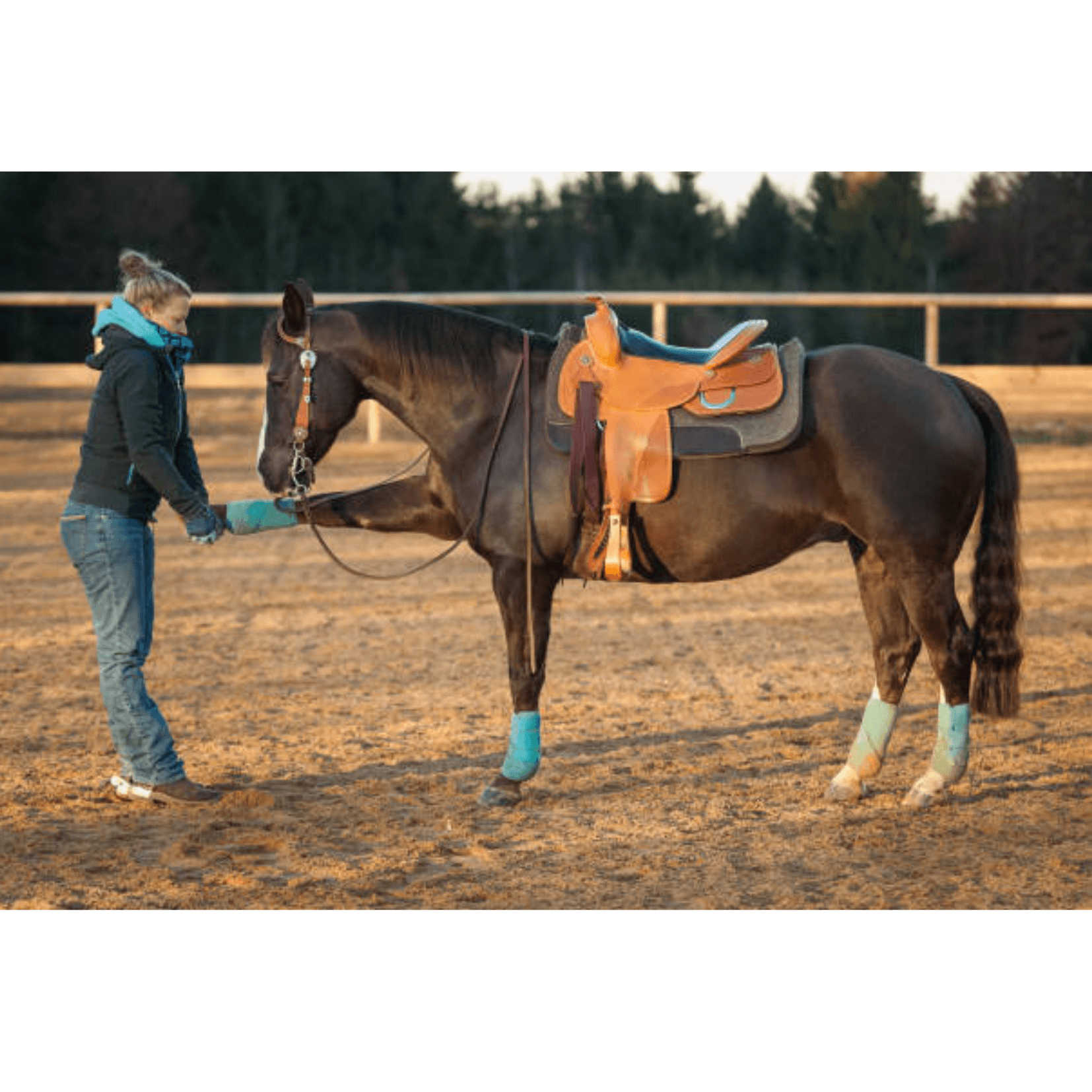 étirements augmentation flexibilité massage cheval